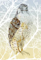 Wanderfalke, 2015